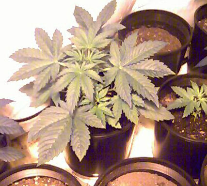 I like em round and juicy - these guys are nice and squat - with an extremely thick main stem for its age - almost as thick already as the sativas....can't be more than 3 weeks old