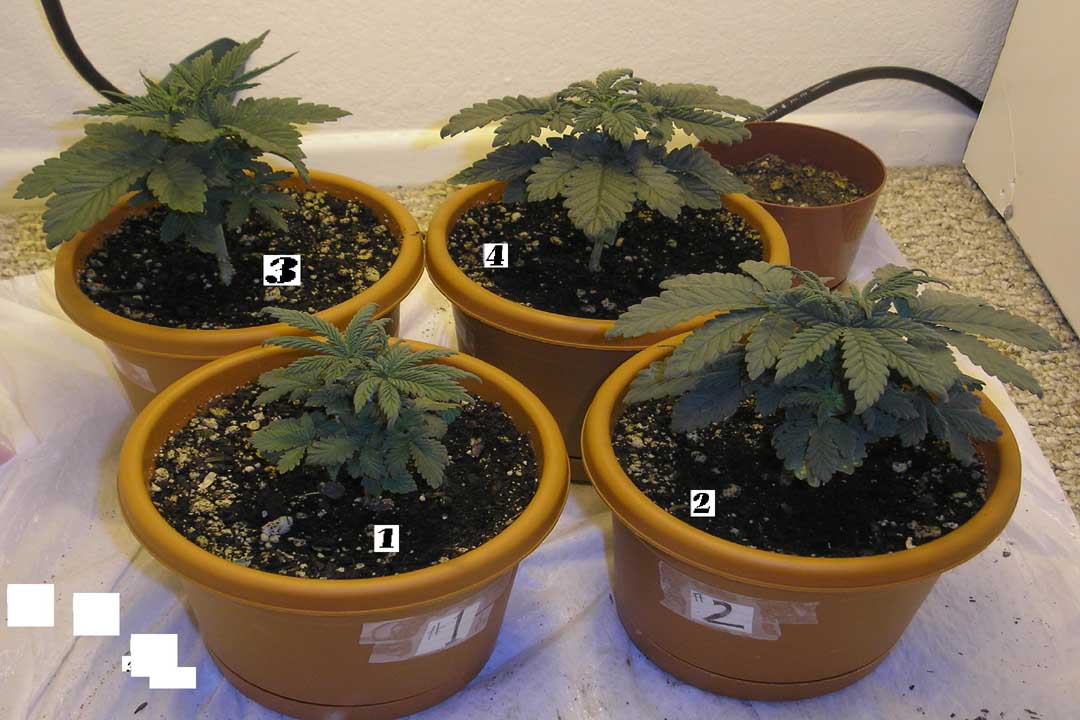 first trim of experiment
#1: all major fan leaves
#2: two fan leaves removed from 4th node
#3: pruned every other fan leaf (sort of a spiral)
#4: control (no topping, no pruning)