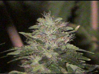 Blue Dragon Cola - up close n personal. 55 days
