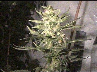 The quest is almost complete. About 5 days more max. for this girl. Garlic Cola - 49 days