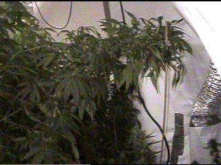 Pure Purple Haze - 45 days. She is already nearly 5.5 ft. tall, had to bend her horizontal at the 2.5 ft. mark. 