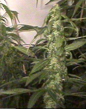 Another shot of P.H. X N.L. # 5 - 45 days, notice the AK-47 in back