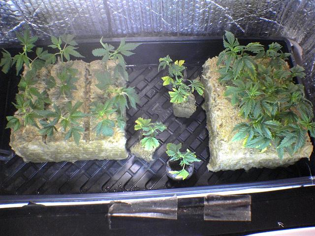 Heres some Random clones iv tookin. I only needed 3 Rest were givin away on the 8th I kept 5 and the best 3 will make veg.