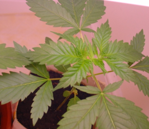 Indica leaves