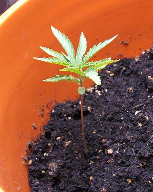 Officially (IMO) out of the seedling stage, any suggestions on the leaf curling???