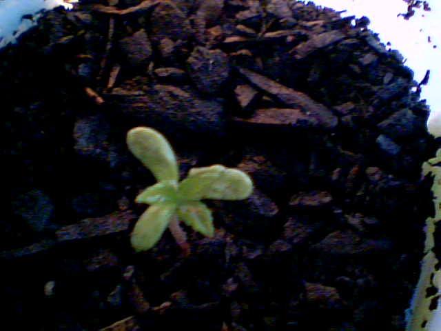 ive never seen a seedling with 3 water leaves..but i still love her