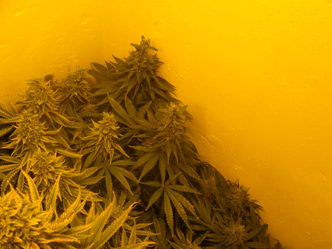 Wk 6 