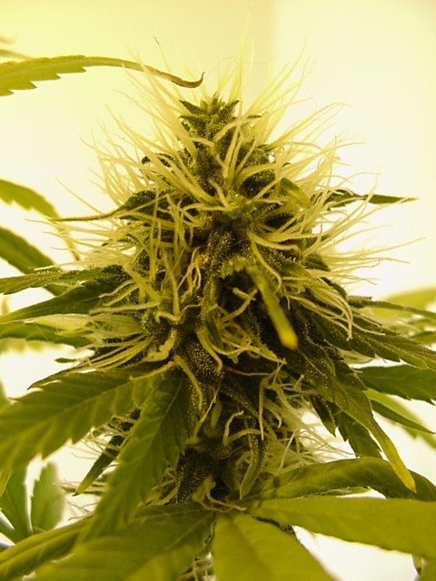 This a another closeup of the bigger plant at 32 days 12/12.