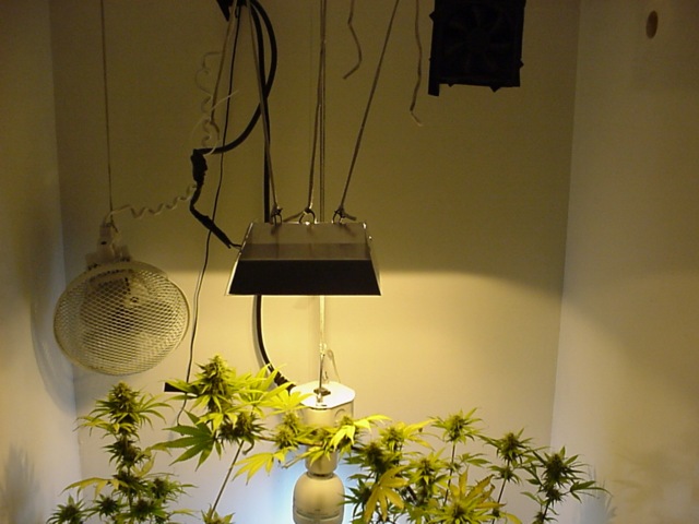 This was a 150 HPS watt security light that I converted into a remote ballast style grow light.  We had to train the plant on the right to get maximum lumens on both plants.
