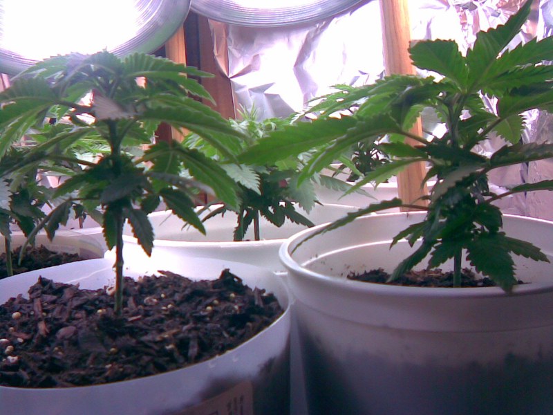 3 plants