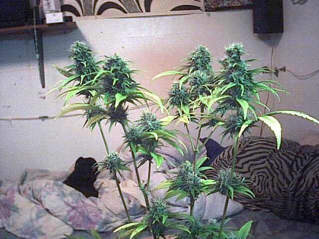 These buds have a purple tint..33 days flower..leaves turning yellow??I guess that its time....