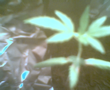A FEW WEEKS OLD