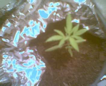 Top View