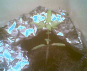 the stem is so tall because when it sprouted it was deprived light and was forced to stretch upward. Now I hav light so everything should come out good. I have a stick holding up the plant so it wont fall over