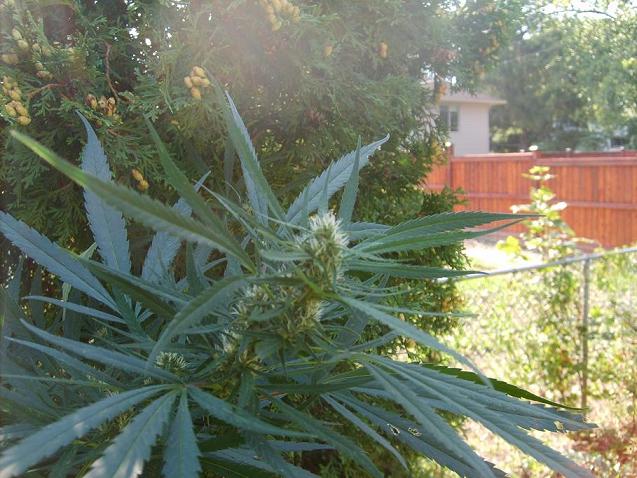 Williams Wonder cannabis seeds Williams Wonder cannabis seeds