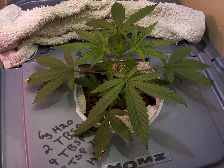 This is the right plant.