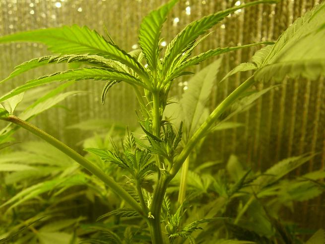 Beauty shot on the cola of the shishkaberry. its growing perfect!