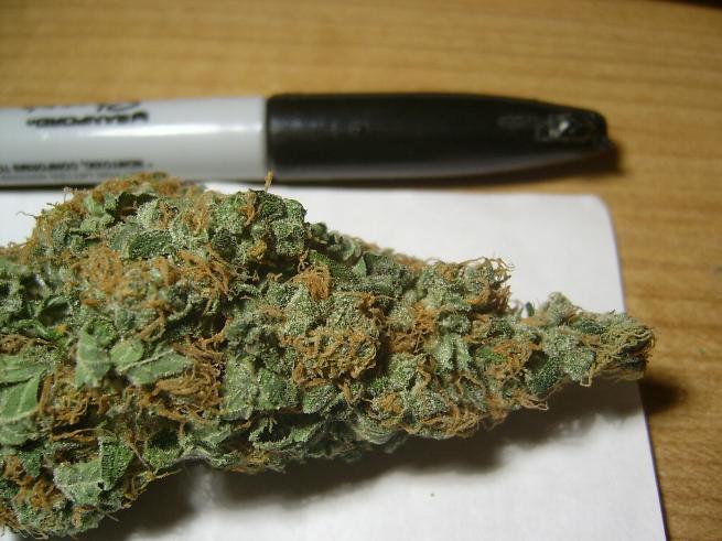 Now that we are getting into some serious buds, i htink we should check out what it will look like when its done...Here is a nice finshed bud of chocolate chunk!!! enjoy, i know i do!