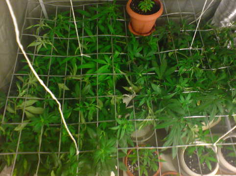 mothers and clones 4th day 12/12 even closer shot