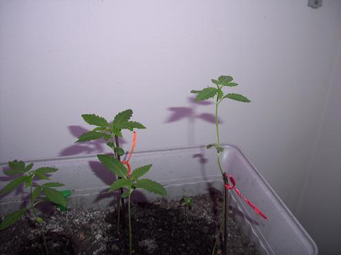 Plants at Day 19