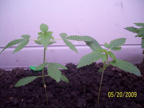 Plants at day 26. Not much bigger than day 20, but still getting bigger. Definately smell more potent now.