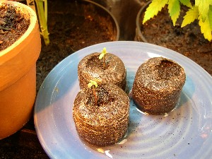 here are my PPP seedlings.