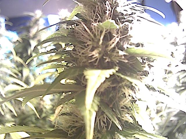 Well this is about as close as I can get without blurring out completely. Notice how all the stigmas remain bright white even into the 7 th week of flowering. this breed 