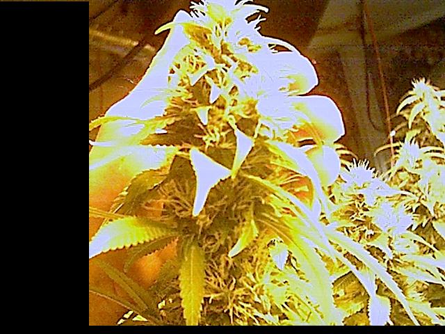 sizeup. these buds are in the 5th day of thier 6th week. just under two weeks to go!