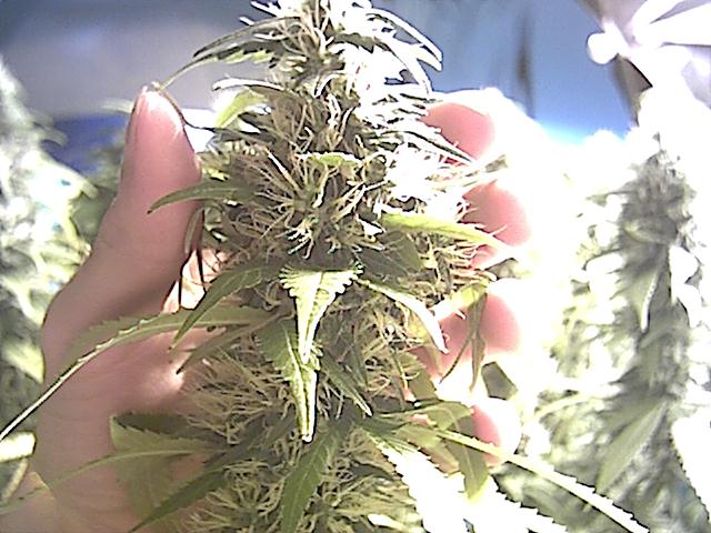 heres another shot of a little smaller cola in development. These buds are already solid but still filling out daily.