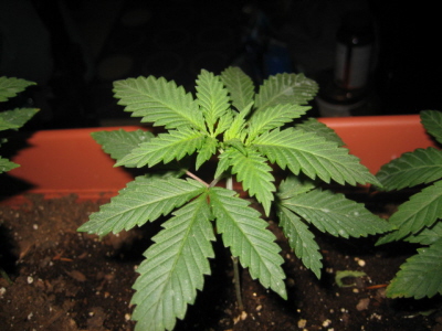 Here is our strongest plant, with the most leaves. (Pic 2 w/out flash)