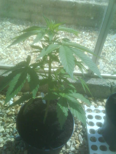 i think its banginnnn