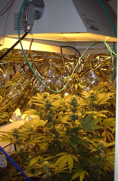 In this view you can see the garden and the tubes providing the CO2.