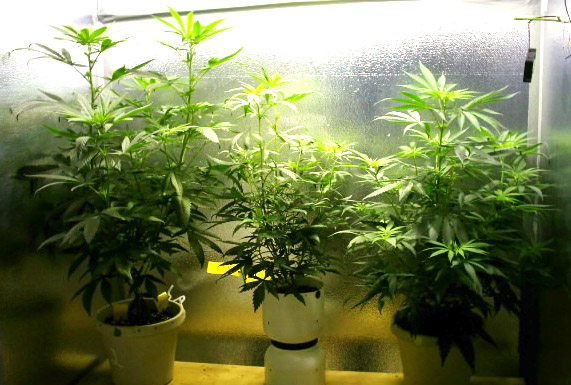 all three good strong clones and friggin huge. the one on the left has four big tops.

