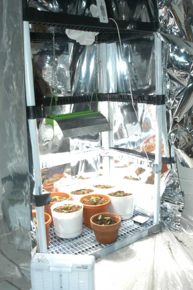 Cabinet is 3x2x6.5. Enclosed in mylar. Plants resting on a grate 1 inch above the floor.
