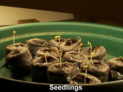 After 48 hrs the seedlings have sprouted and need to be moved under a flor.light for one week.Keep the light within 2 inches OR THE SEEDLINGS WILL STRETCH AND FALL OVER AND MAYBE DIE.They are started under floresents because a MH/HPS is too powerful at this stage.I'd also like to add we had 100% germination.
  WARNING I HAVE FOUND JIFFY POTS RETAIN ALOT OF WATER. BESURE NOT TO WATER UNTIL THE POTS ARE ALMOST DRY. WET ROOTS WILL LEAD TO ROOT ROT AND/OR DAMPING OFF AND KILL YOUR PLANTS.