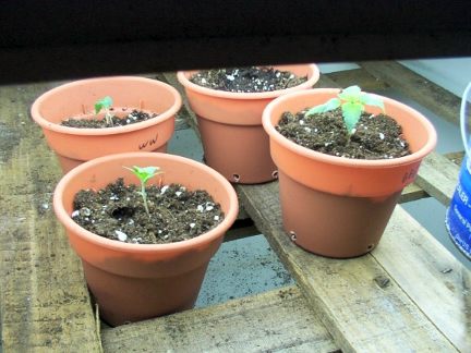 these pots will be their homes for the next 2-3 weeks