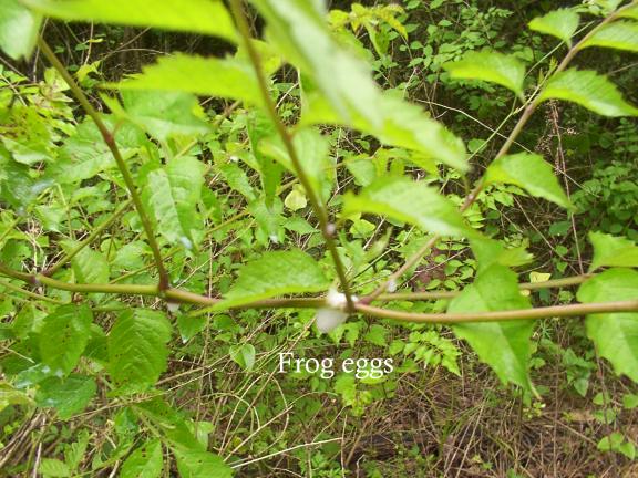 during this grow journal you will see pics of nature.....nature thrives in the swamp.These will develop into tree frogs which are great for keeping the bugs at bay.