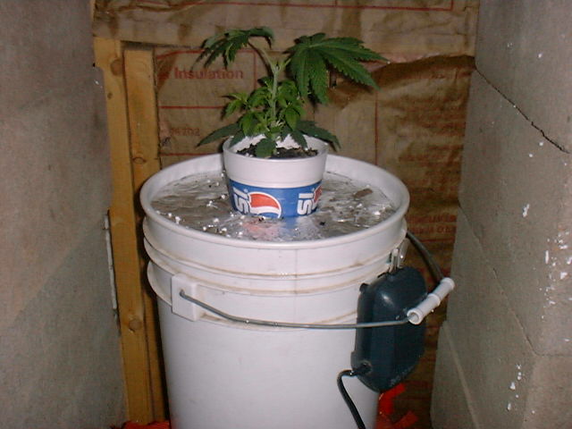 Cheap, easy and effecient! Really rapid growth with the buckets, im impressed!