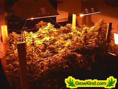 Nice top view of the garden and grow room.