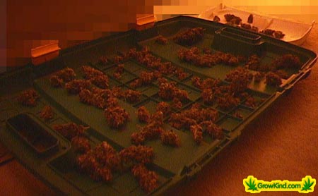 Buds are dried on trays. This sea of green has plants harvesting every week so there is always bud drying.