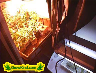 Mothers and Clones reside in a separate closet under a 150 Watt Metal Halide.