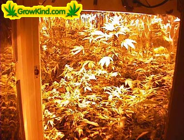 Plants in various stages of flowering.
