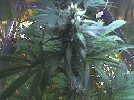 Here's a blurry bud shot, but you can see the size...  Not bad... 6 more weeks to go!