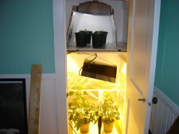 Top plants veg. stage/bottom plants flowering. Sealed off with foil to keep bottom dark during 12hours.