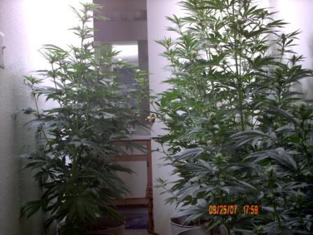 The PR's are towering over the rest! Definitely only for the experienced grower!  3 weeks of 12/12. Left Rear-2 kushes. Right Rear-Sativa Purple Rhinos & Rhino Powerplant. Right front-2 NYCDS. Left Front-Small Purple Rhino.