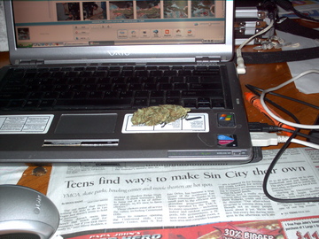 A nice nycd#2 bud chillin' on the laptop.