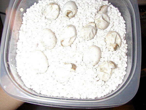 Pic of my bearded dragon eggs hatching