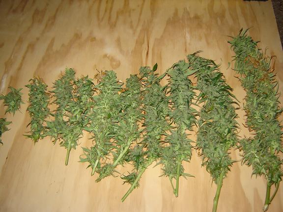 i cut the colas first there is still a lot of un developed buds