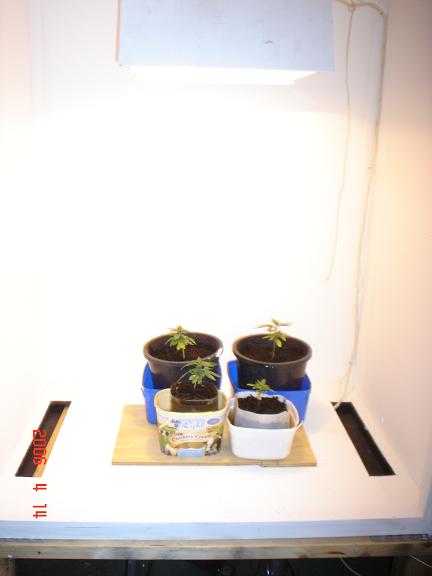 i put the 4 seedlings in today they have grown for about 3 weeks so far , under fluro now i put them on 12/12 today