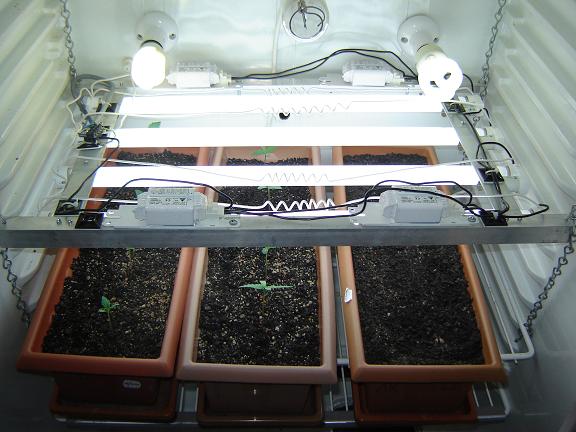 the tray on the right has my last 3 ak seed in it